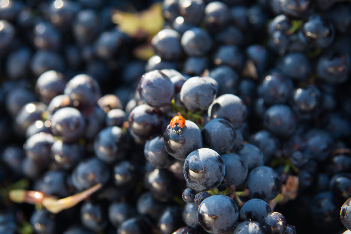 Domaine Mérieau, les vendanges