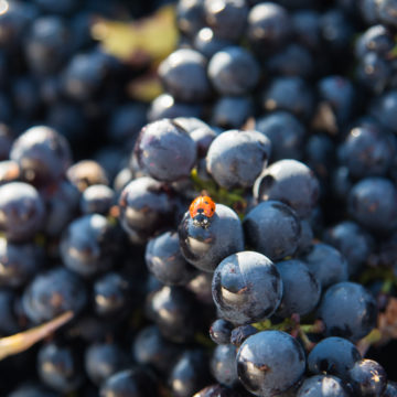 Domaine Mérieau, les vendanges